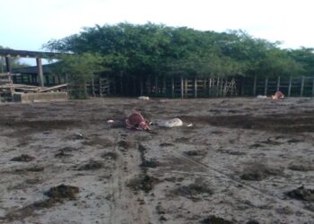 Aumenta el abigeato entre Maicao y Albania denuncian ganaderos de la zona