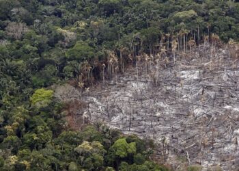 Colombia redujo la deforestación en 36% en 2023, la cifra más baja en más de dos décadas