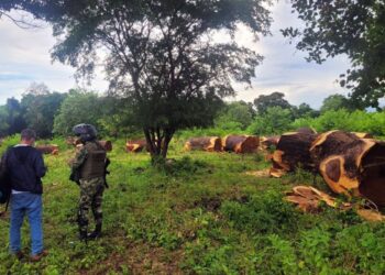 Corpoguajira y la Fuerza Pública incautaron 37 toneladas de madera en Villanueva