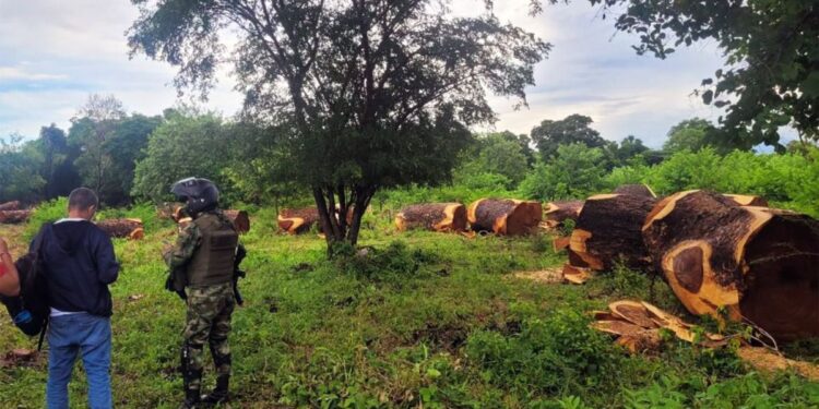 Corpoguajira y la Fuerza Pública incautaron 37 toneladas de madera en Villanueva