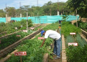 Las patillas siempre en mi corazón y en mis recuerdos gratos