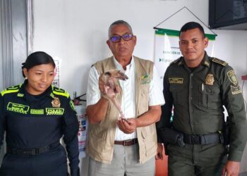 Policía rescata un oso hormiguero y una iguana en Barrancas  y los entregan a Corpoguajira