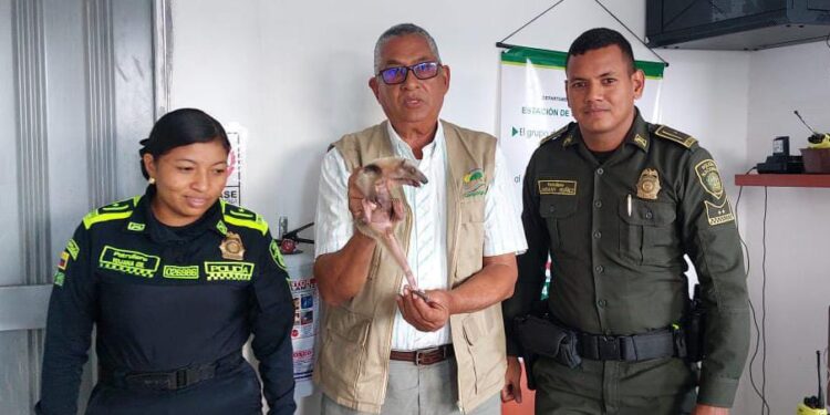 Policía rescata un oso hormiguero y una iguana en Barrancas  y los entregan a Corpoguajira