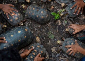 Liberan 43 tortugas en el Distrito Regional de Manejo Integrado Cuenca Baja del Río Ranchería