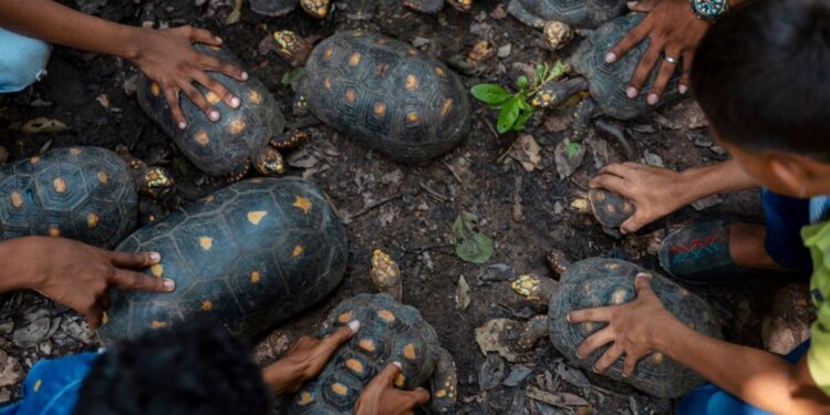 Liberan 43 tortugas en el Distrito Regional de Manejo Integrado Cuenca Baja del Río Ranchería