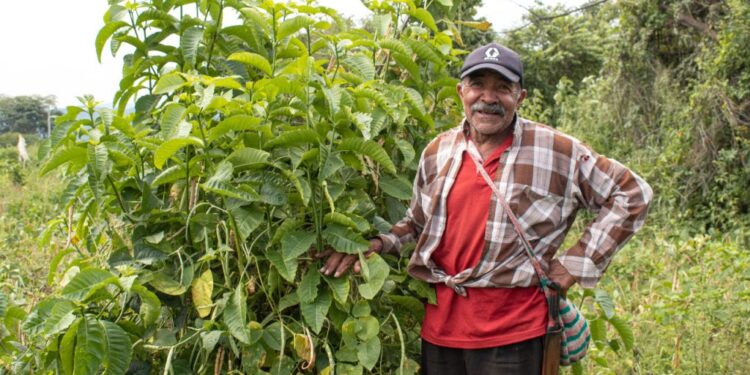 Dos proyectos productivos impulsan la Reforma Agraria en San Juan del Cesar