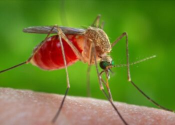 OPS alerta por virus poco conocido, en Colombia ya hay 74 casos