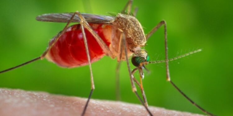 OPS alerta por virus poco conocido, en Colombia ya hay 74 casos
