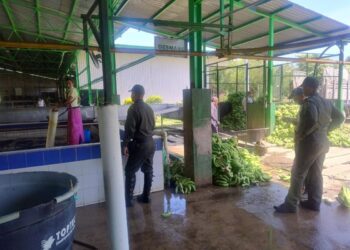 Realizan jornada de apoyo y seguridad al gremio bananero en los diferentes sectores de La Guajira