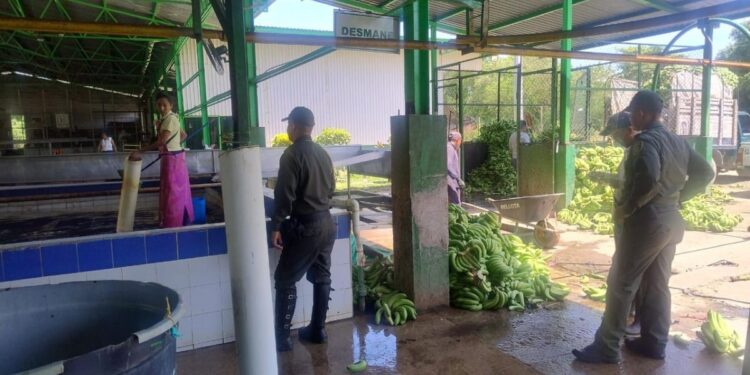 Realizan jornada de apoyo y seguridad al gremio bananero en los diferentes sectores de La Guajira