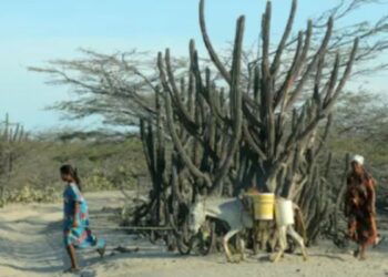 Indígenas de la Alta Guajira denuncian que están consumiendo agua del mar por falta de agua potable