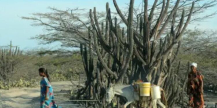 Indígenas de la Alta Guajira denuncian que están consumiendo agua del mar por falta de agua potable