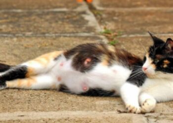 Hombre le propina seis tiros a una gatita en ciudad Albania