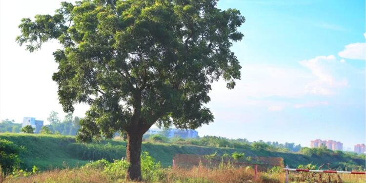 Corpoguajira advierte sobre los peligros del árbol Neem para la biodiversidad en La Guajira