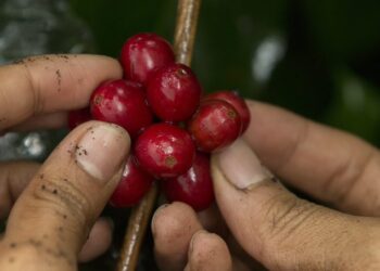 ¡Trabajo sí hay! Se buscan 41.000 recolectores de café para la cosecha en Santander