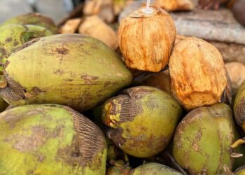 El coco: más que un fruto refrescante para aliviar las altas temperaturas de La Guajira