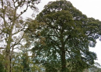 COP16, el reto que nos une para pensar en el planeta