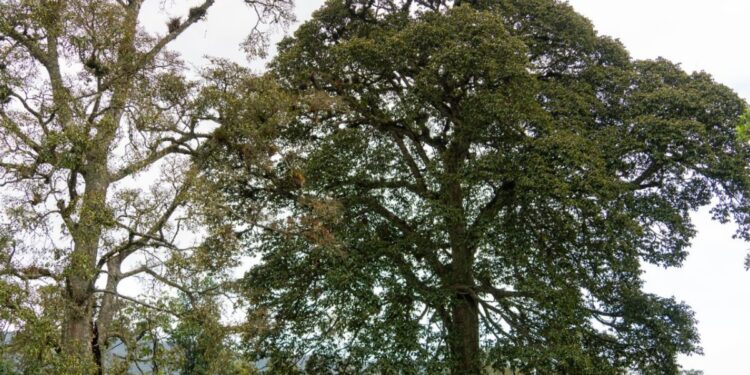 COP16, el reto que nos une para pensar en el planeta