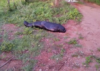 Sin identificar cadáver de hombre hallado en zona rural de San Juan del Cesar