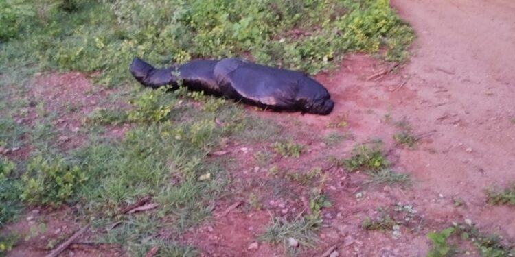 Sin identificar cadáver de hombre hallado en zona rural de San Juan del Cesar