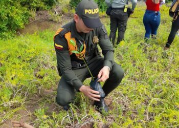 Policía, comunidad y autoridades locales lideran reforestación en el delta del río Ranchería, sembrando más de 1.000 árboles