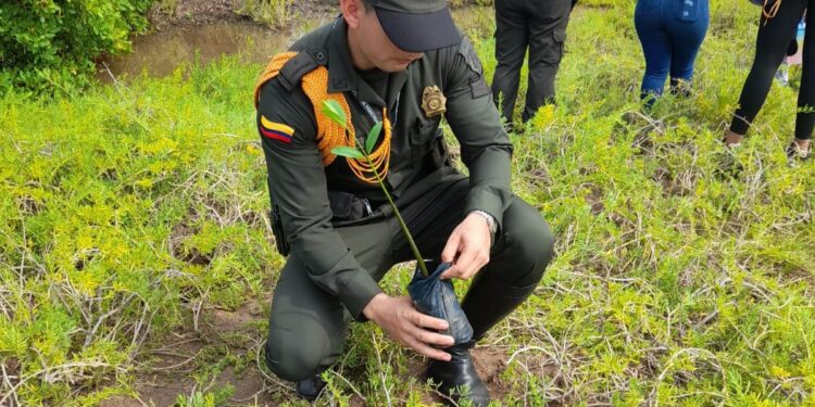 Policía, comunidad y autoridades locales lideran reforestación en el delta del río Ranchería, sembrando más de 1.000 árboles
