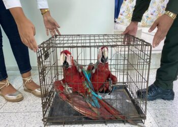 Se recuperan dos guacamayas en cautiverio en el mercado Nuevo de Riohacha