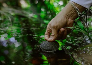 Más de 6.600 tortugas y caimanes aguja reproducidos y liberados en La Guajira desde 2012