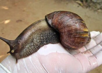 Corpoguajira capacita a la comunidad de Urumita sobre el control del caracol gigante africano