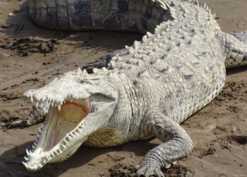 Buscan 73 caimanes que se escaparon de la Granja Experimental Crocrodylia en Sucre