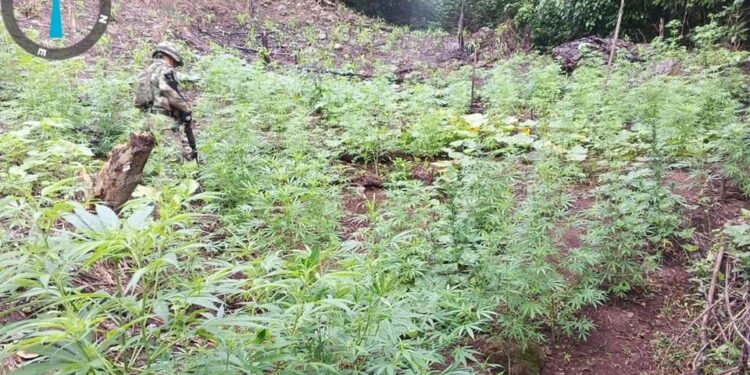 Desmantelan cultivo de marihuana con más de 200 plantas en zona rural de Villanueva, Sur de La Guajira