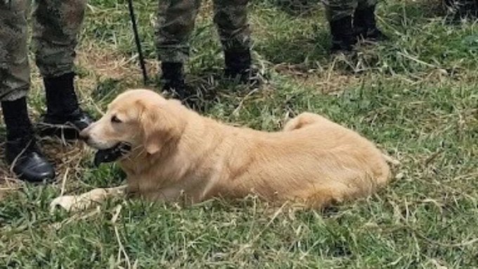 Ataque con explosivos en el sur de Bolívar deja nueve militares heridos y una canina del Ejército muerta