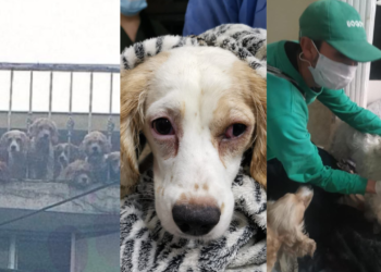 Autoridades rescatan 38 caninos en estado crítico en presunto criadero clandestino en Bogotá