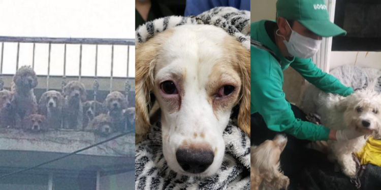 Autoridades rescatan 38 caninos en estado crítico en presunto criadero clandestino en Bogotá
