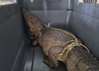 Rescatada Babilla en la Av. Circunvalar con calle 12 de Riohacha