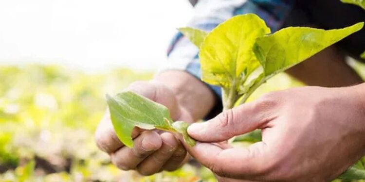 Juzgados del Atlántico acogen acciones de cumplimiento de la PGN en beneficio de productores agropecuarios
