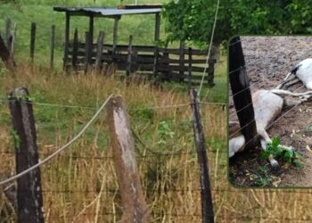 Línea de alta tensión cayó sobre un corral y mató varios chivos en zona rural de Albania