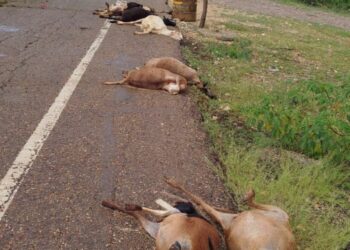Vehículo habría arrollado 15 chivos y en protesta los dueños   bloquearon la carretera Cuatro Vías – Uribia