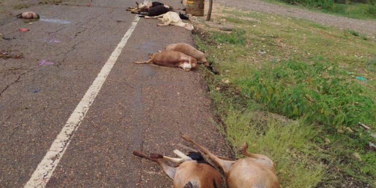 Vehículo habría arrollado 15 chivos y en protesta los dueños   bloquearon la carretera Cuatro Vías – Uribia