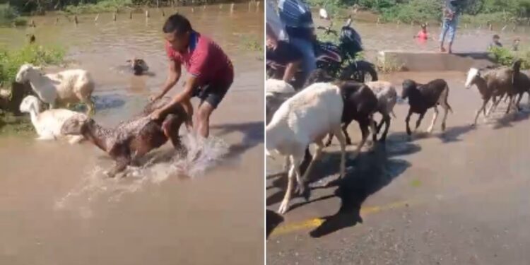 Más 30 chivos murieron ahogados por desbordamiento de arroyos en Cucurumana