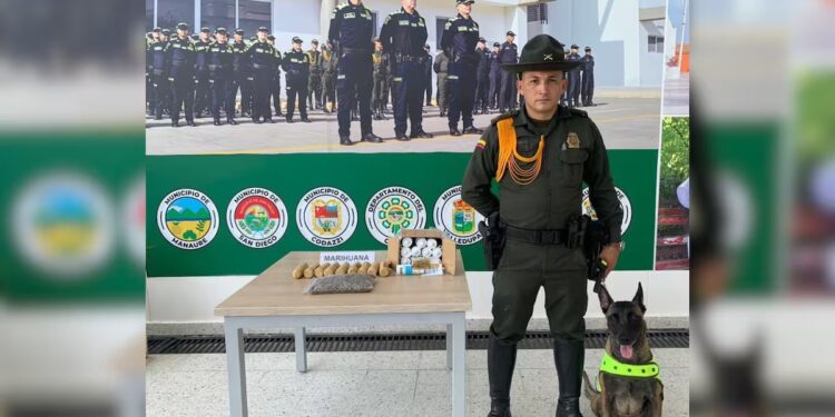 Perro antinarcótico descubrió más de 2.000 dosis de marihuana en encomienda