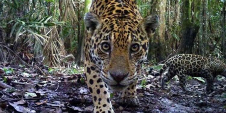 El regreso del jaguar: 10 avistamientos en el corredor Wϋin-Manna tras 40 años de su ausencia en La Guajira