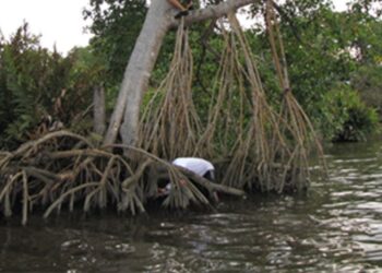 Firman convenios para impulsar la restauración de manglares y el apoyo a negocios verdes en La Guajira