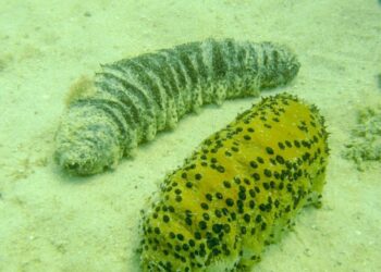 Corpoguajira y Minciencias adelantan proyecto de investigación y protección del pepino de mar