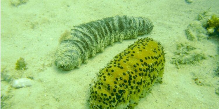 Corpoguajira y Minciencias adelantan proyecto de investigación y protección del pepino de mar