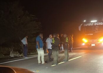 Accidente de tránsito a la altura de Alto Pino deja una vaca herida y daños materiales en un vehículo