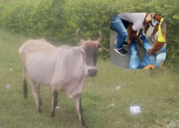El conductor de un motocarro chocó con una vaca que se atravesó en la vía de la salida de Maicao a Carraipia