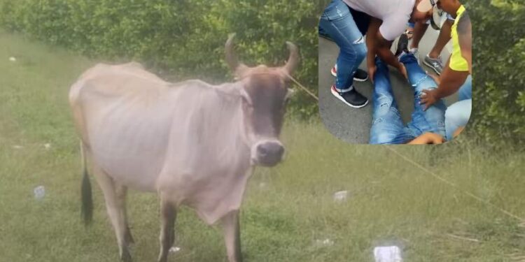El conductor de un motocarro chocó con una vaca que se atravesó en la vía de la salida de Maicao a Carraipia