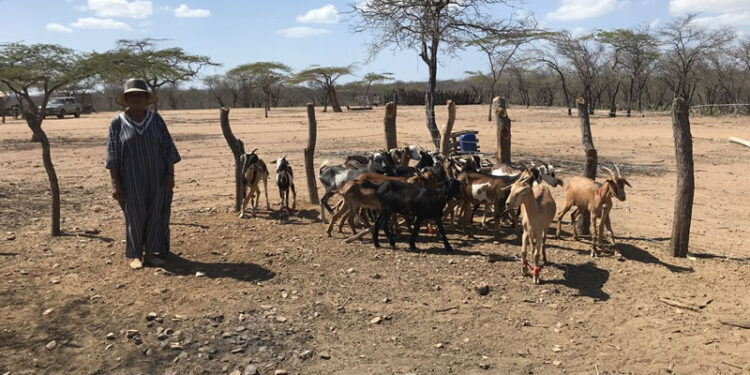 ICA declara el Estado de Emergencia Sanitaria en La Guajira por un brote de Ántrax