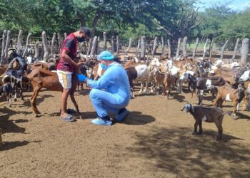 ICA inició el plan de vacunación de ovinos y caprinos en Manaure, La Guajira